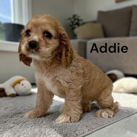 puppy, for, sale, Cocker Spaniel, Joe & Cherri  Overlease, dog, breeder, Miller, MO, dog-breeder, puppy-for-sale, forsale, nearby, find, puppyfind, locator, puppylocator, aca